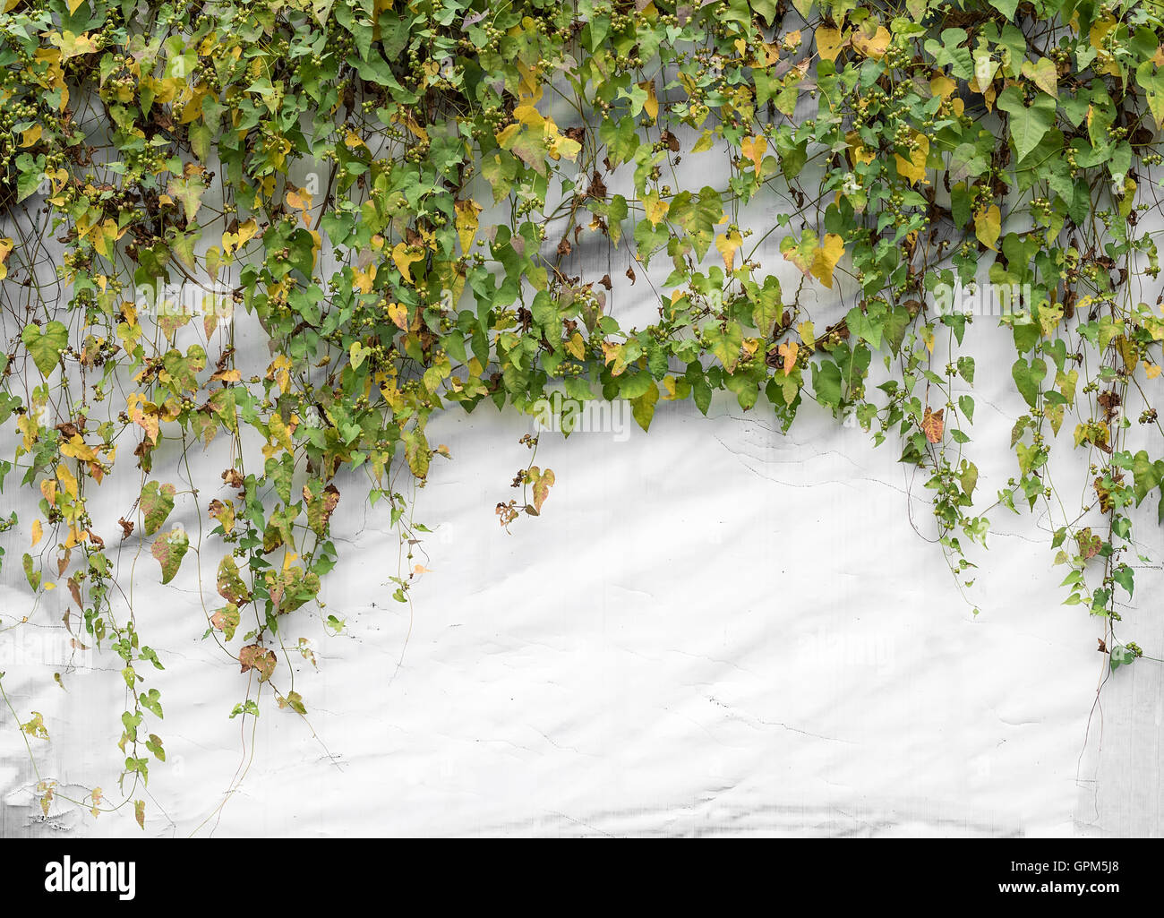 ivy leaves isolated on a white background Stock Photo - Alamy