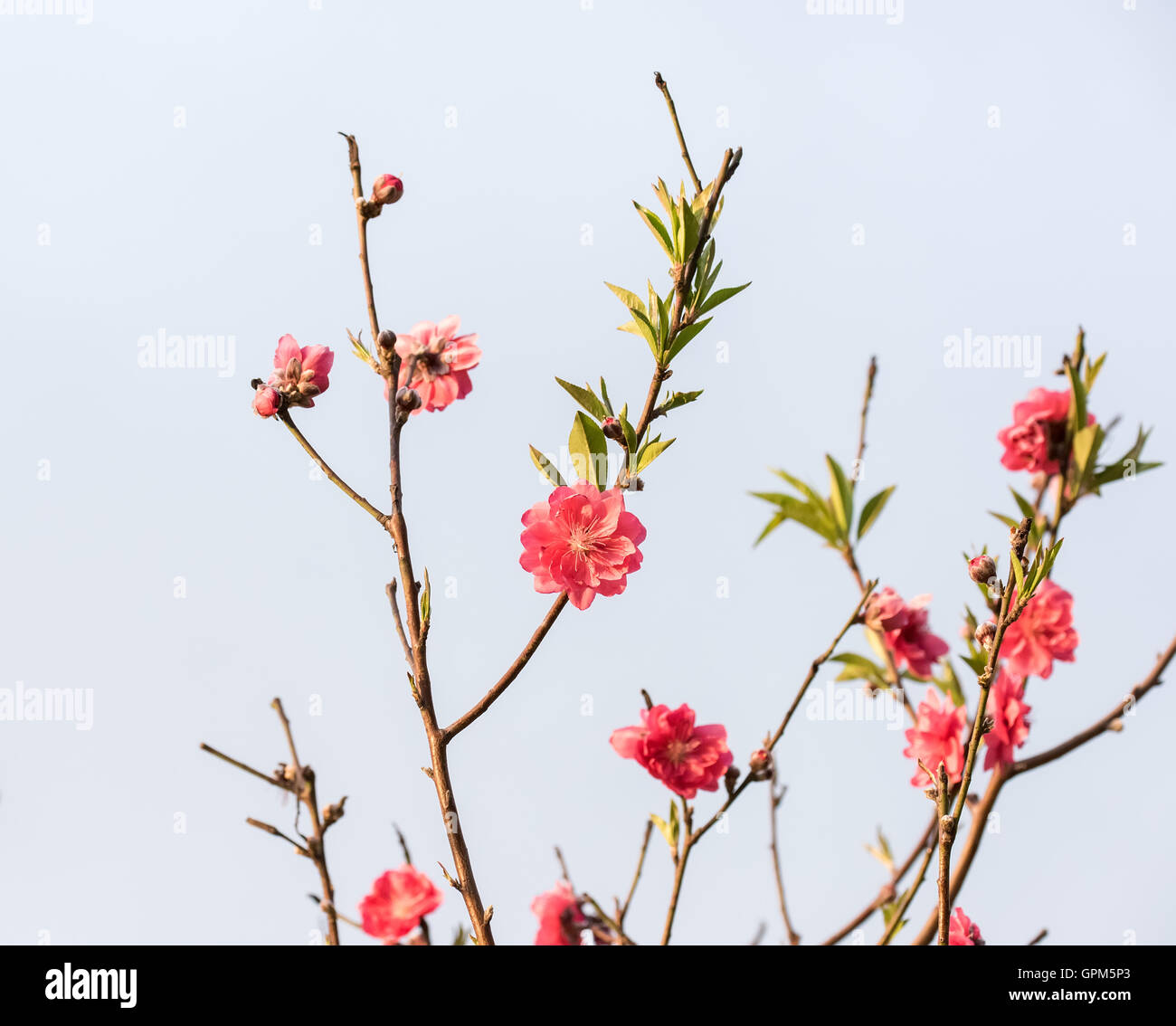 Peach blossom flower Stock Photo Alamy