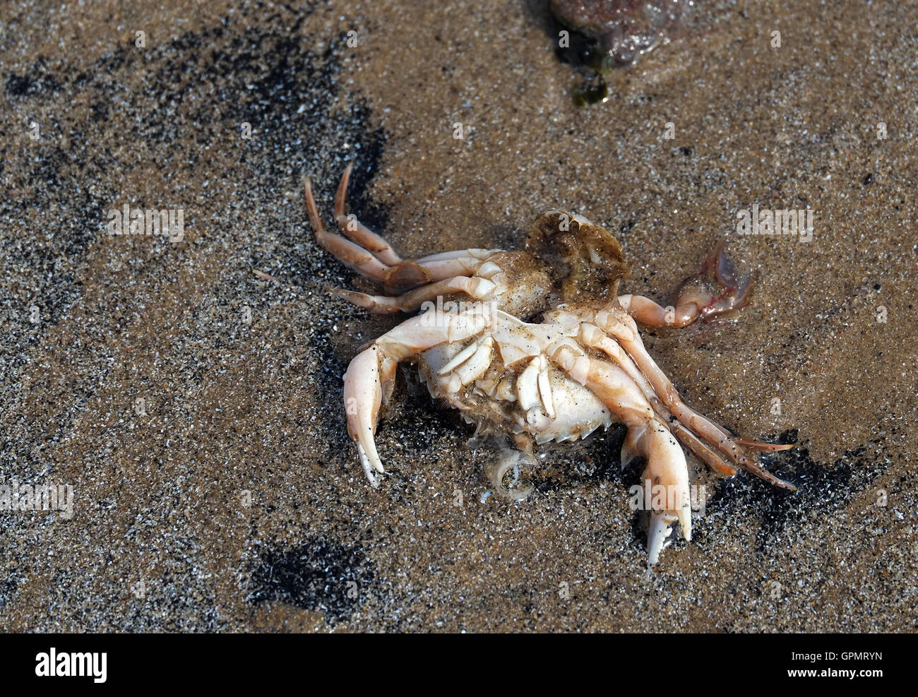 Dead shore crab after releasing eggs. Carcinus maenas is a common