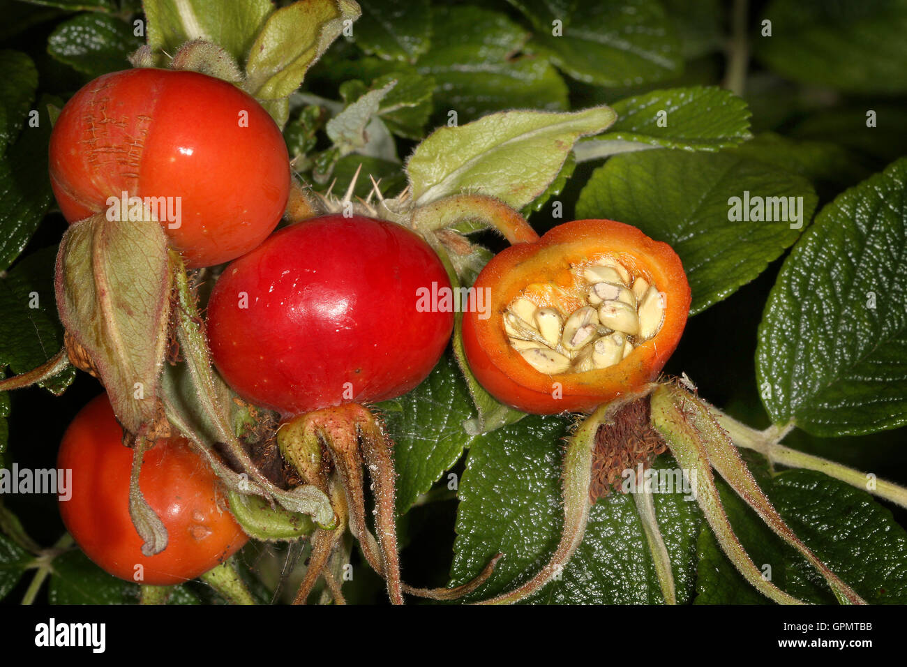 Large rose hips showing seeds inside one Stock Photo Alamy