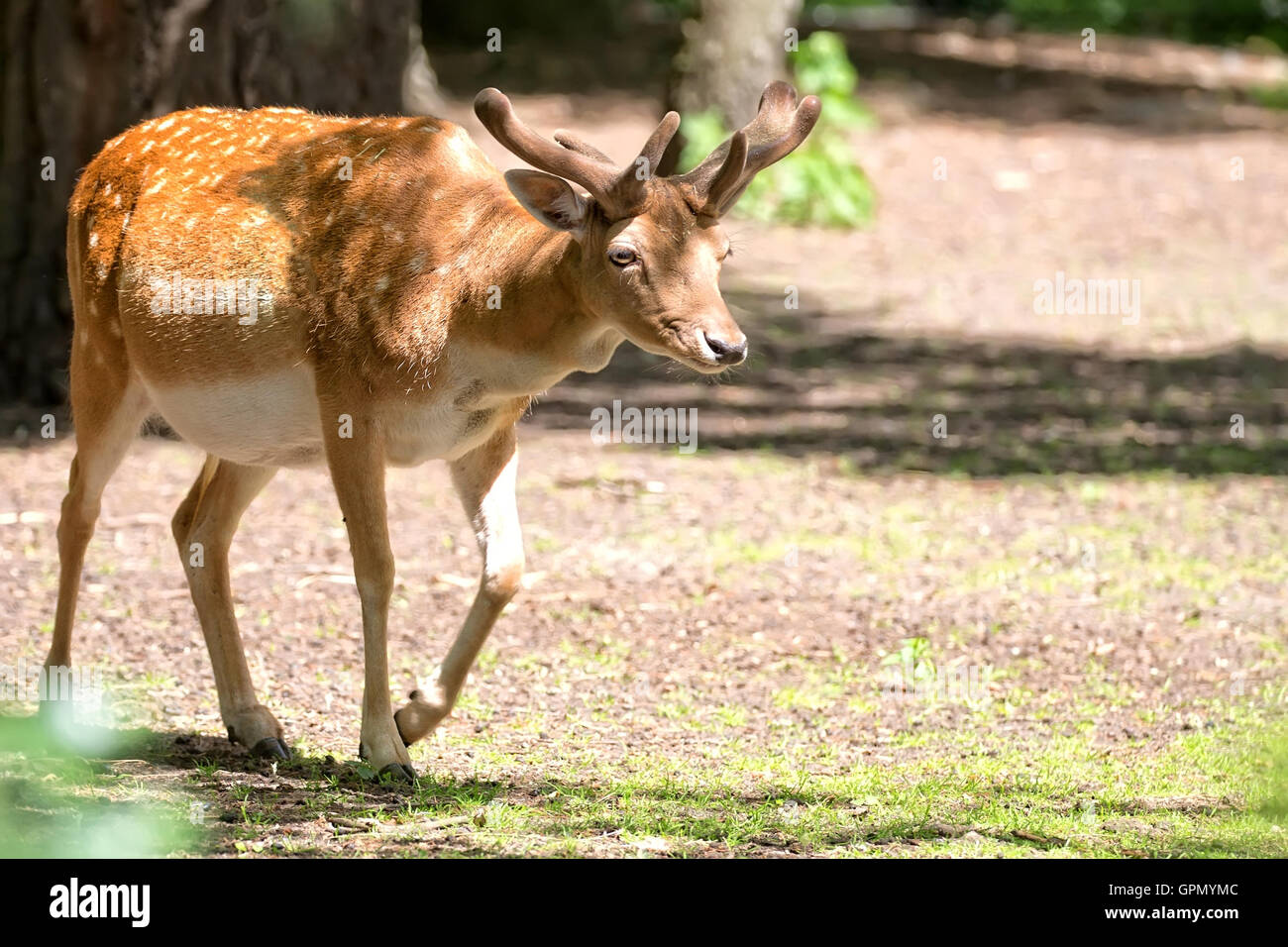 Fallow deer in the forest Stock Photo