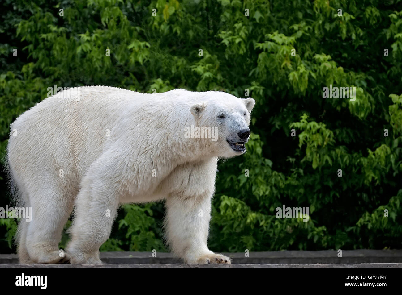 Polar bear in the wild Stock Photo