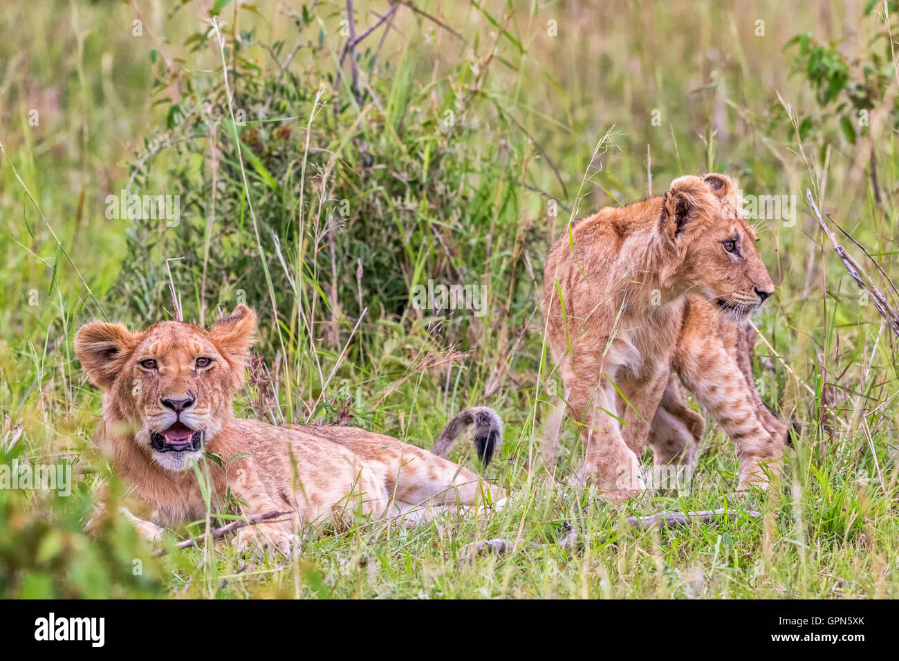 Lion Cubs lying and resting in the grass Stock Photo
