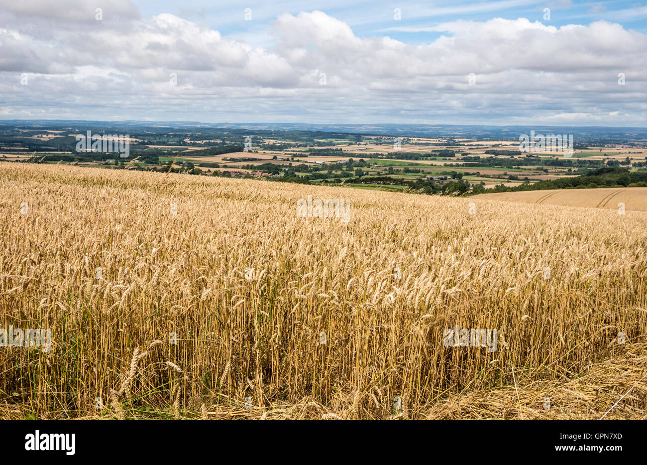 Wheat Crop growing on edge of Yorkshire Wolds UK Stock Photo Alamy
