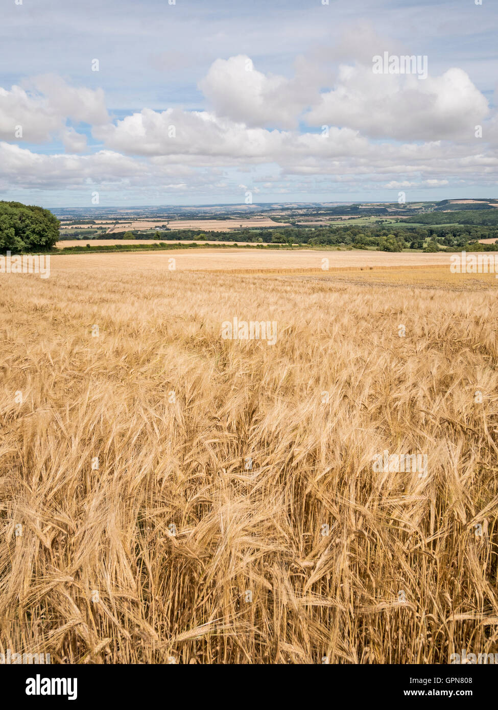 Ripe Barley Cereal Crop on Edge Yorkshire Wolds UK Stock Photo