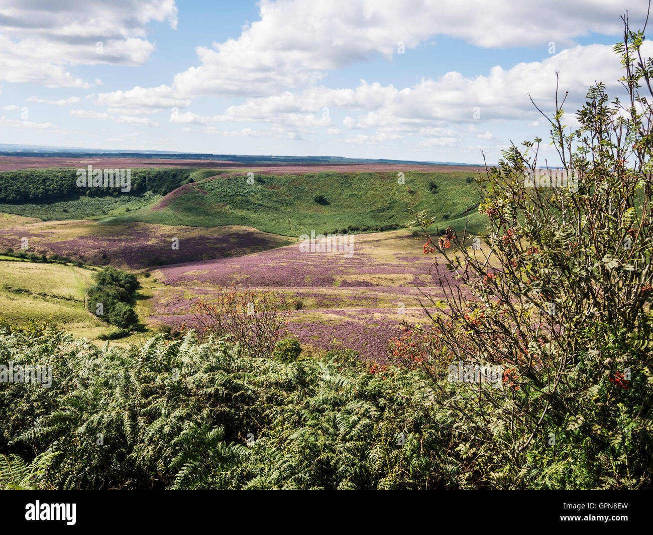 Hole of Horcum North York Moors National Park UK at Heather time Stock Photo