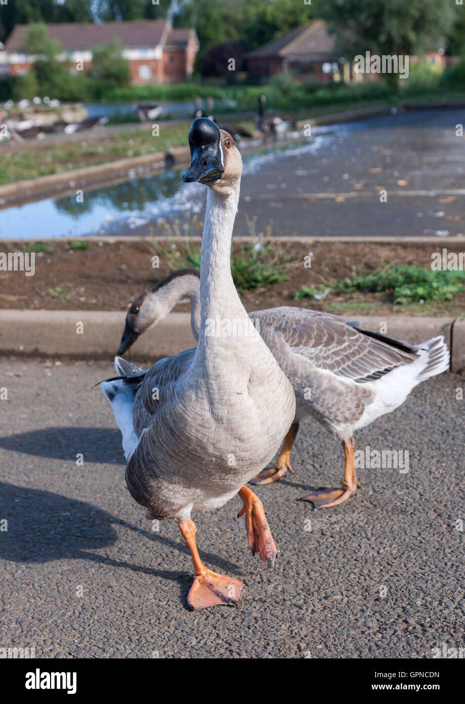 Chinese Goose, the domesticated version derived from Swan Goose. Stock Photo