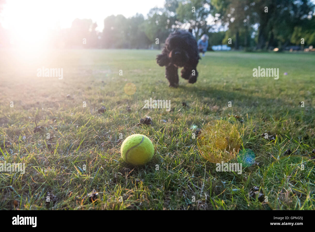 A small black dog chases it's tennis ball Stock Photo Alamy