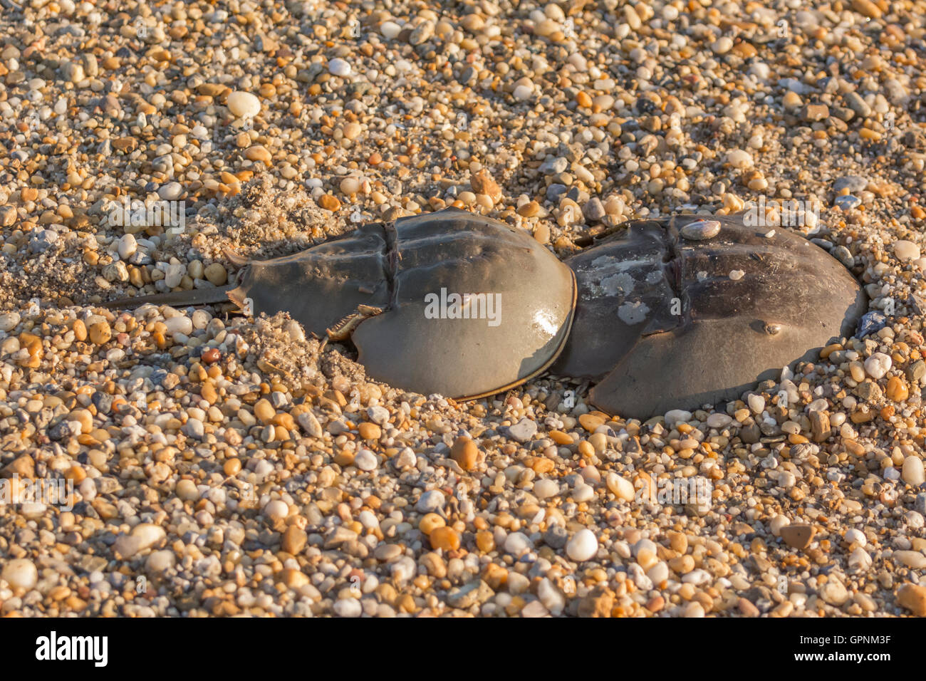 Horseshoe crabs mating on beach, Delaware Bay, Delaware, America Stock