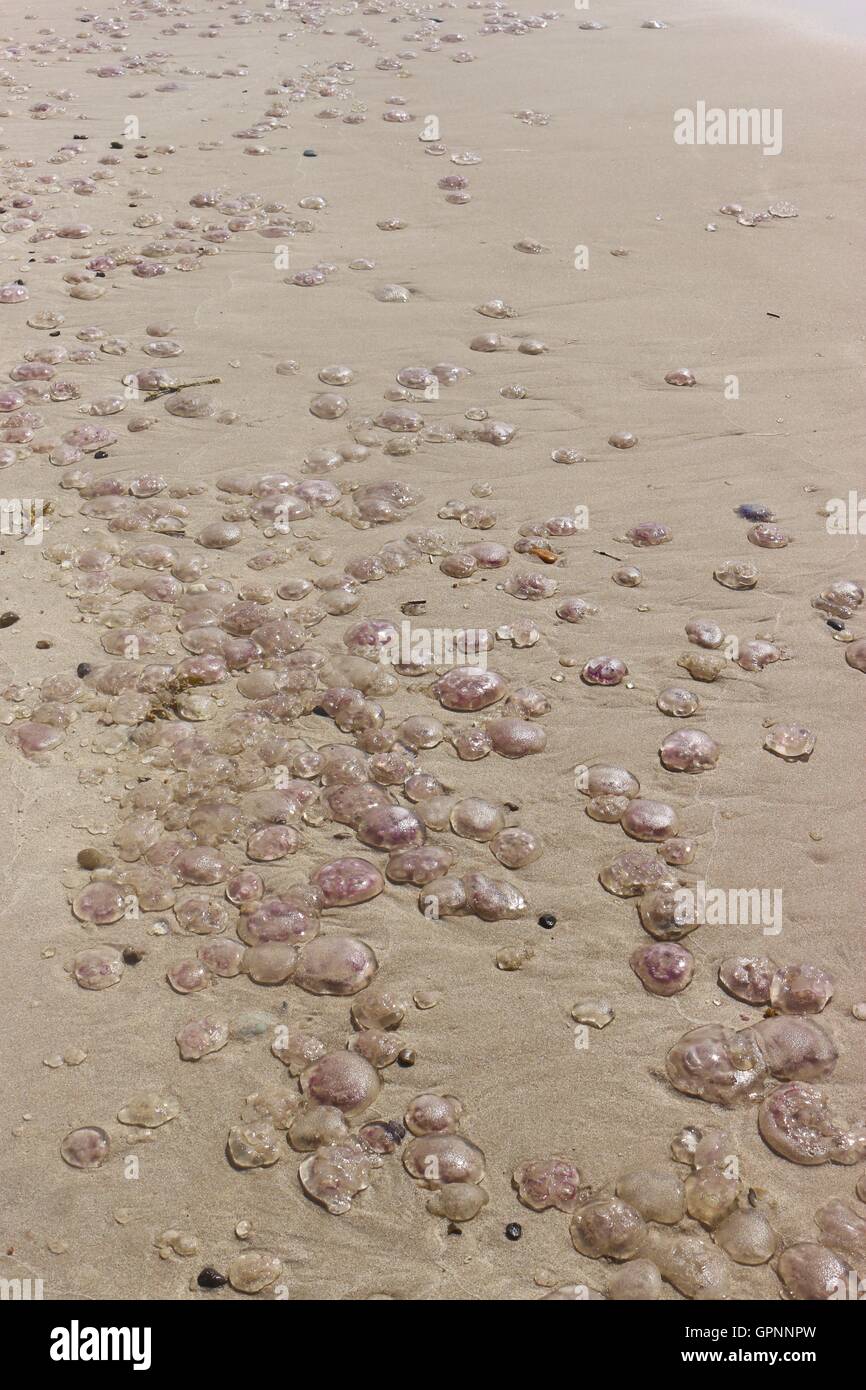 Many jellyfish are stranded on a beach after the flood. On the west ...