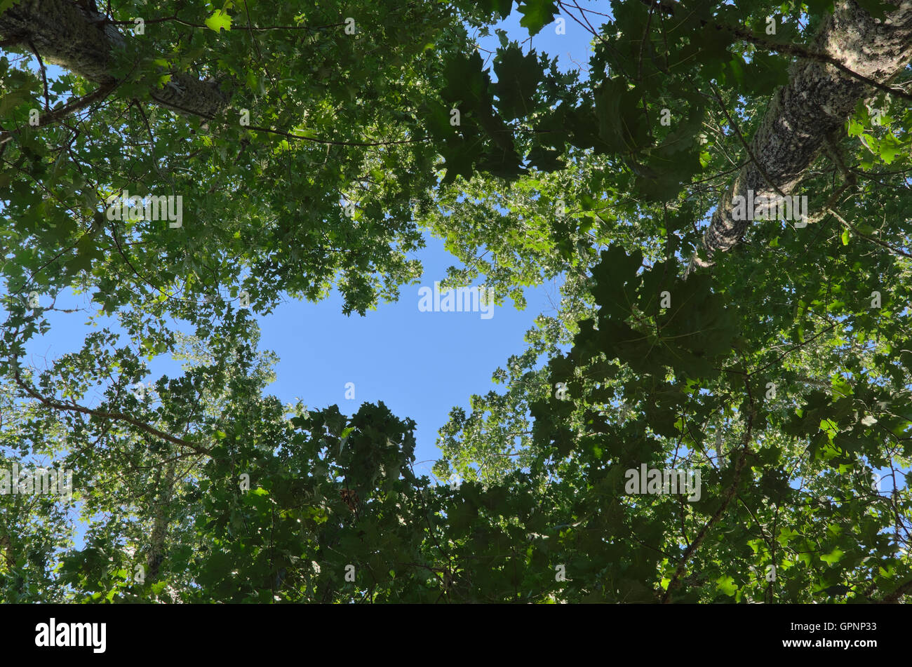 Looking at the blue sky through the tall trees. Natural backgrounds and textures Stock Photo