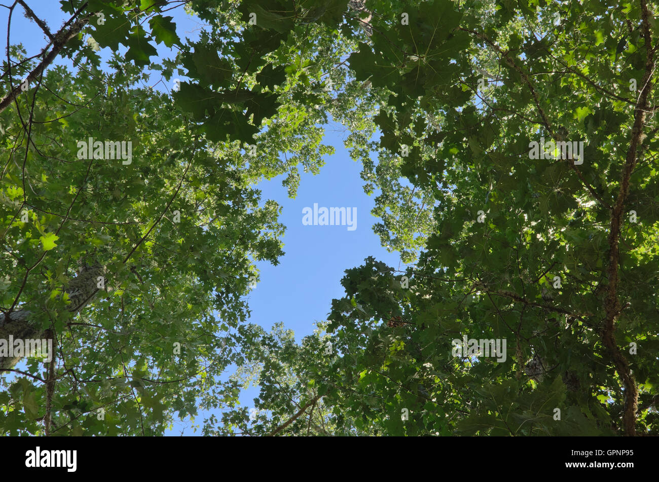 Looking up through trees hires stock