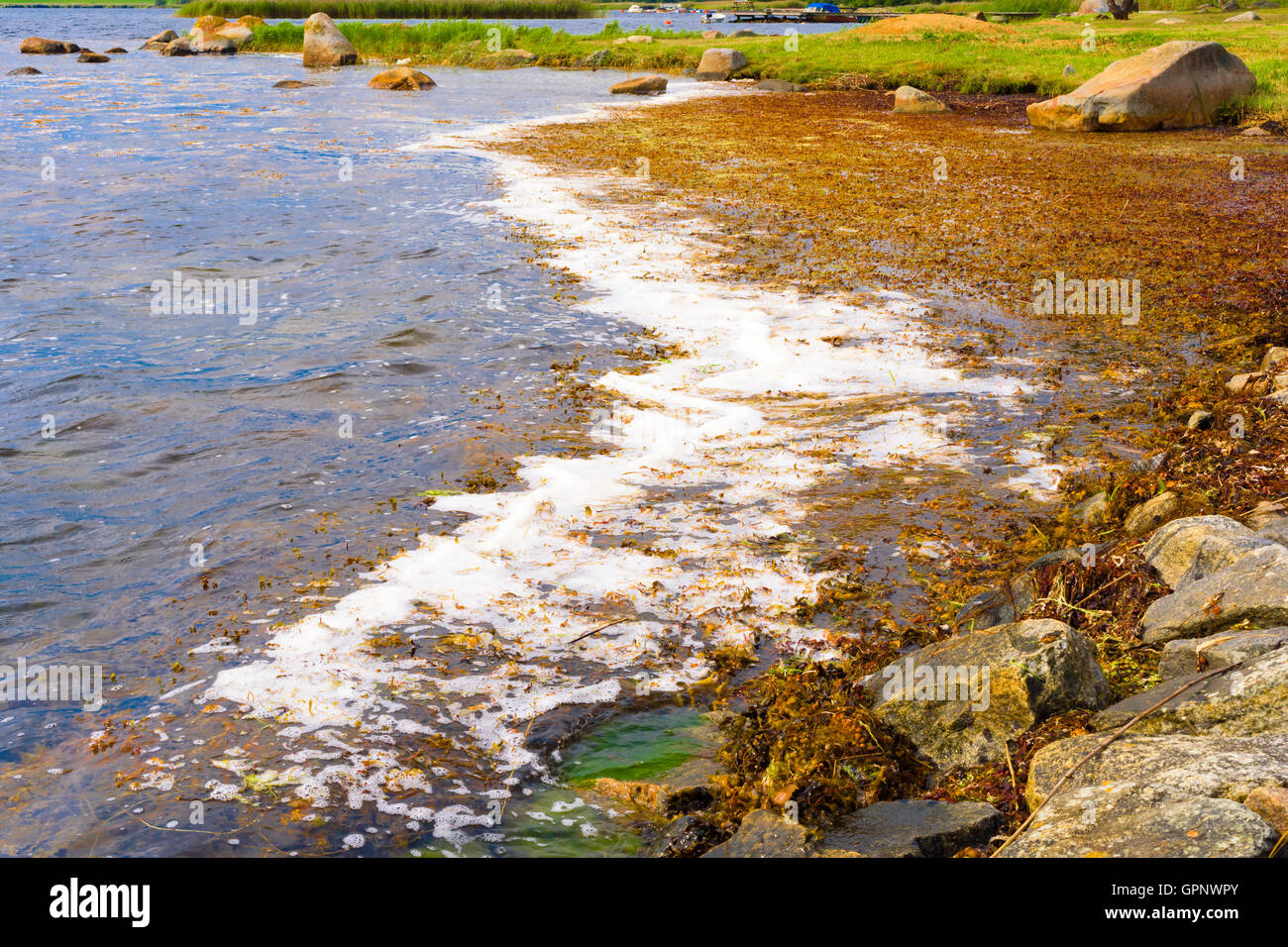 Bladder wrack (Fucus vesiculosus) and foam gathering in shallow shoreline bay. Stock Photo