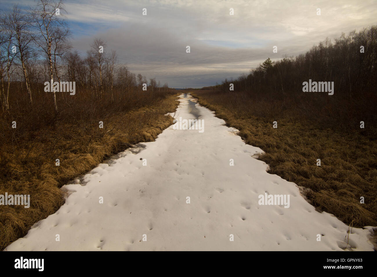 window view of the forest in early spring Stock Photo - Alamy