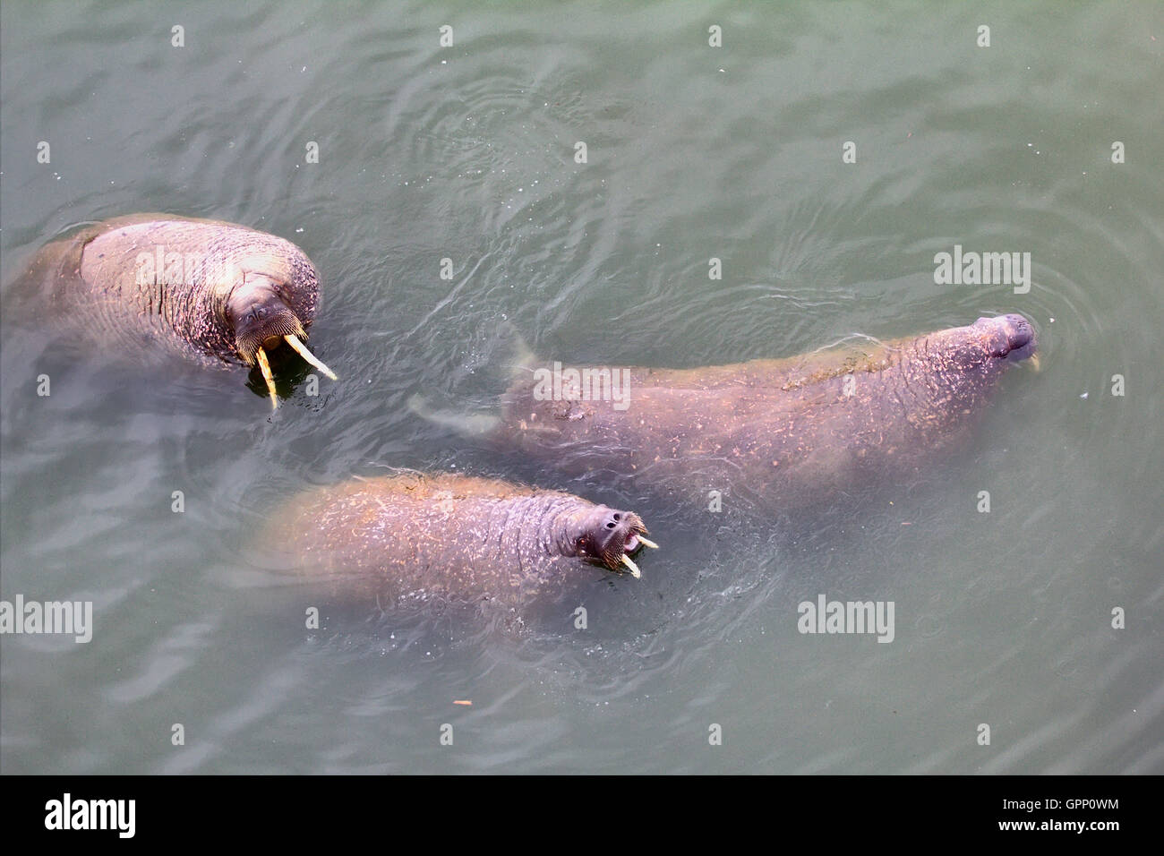 three Atlantic walrus had come to surface of Barents sea Stock Photo