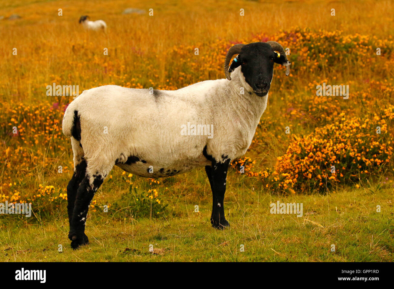 Roaming the wild of Dartmoor these Scottish Blackface sheep are very
