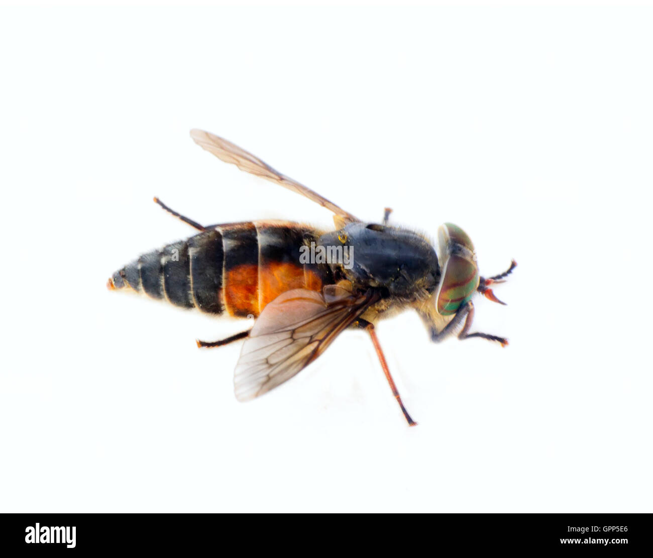 Close up of horse fly on white background Stock Photo