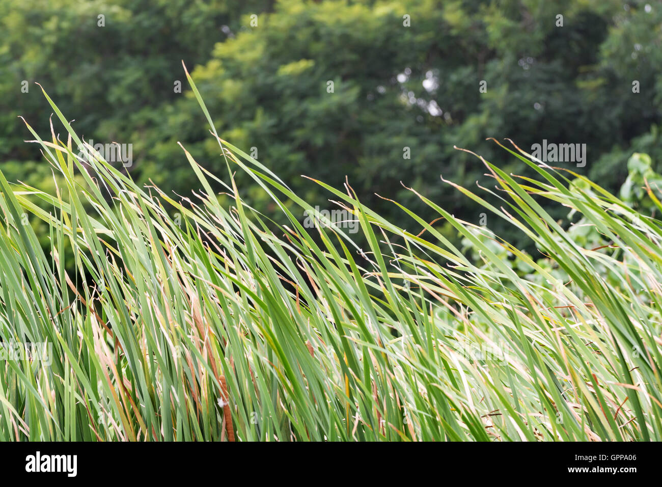 Cogon grass field in windy Stock Photo