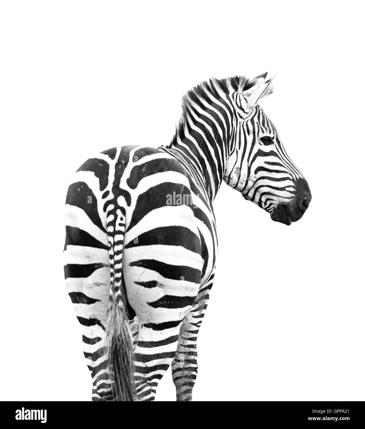 zebra looking back shoot from behind its butt isolated on white background Stock Photo