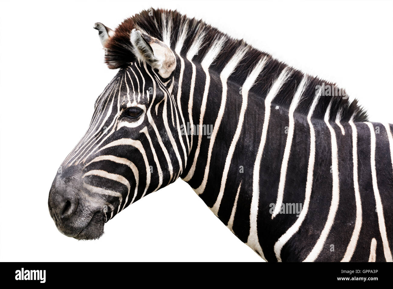 zebra head side shot isolated on white background Stock Photo
