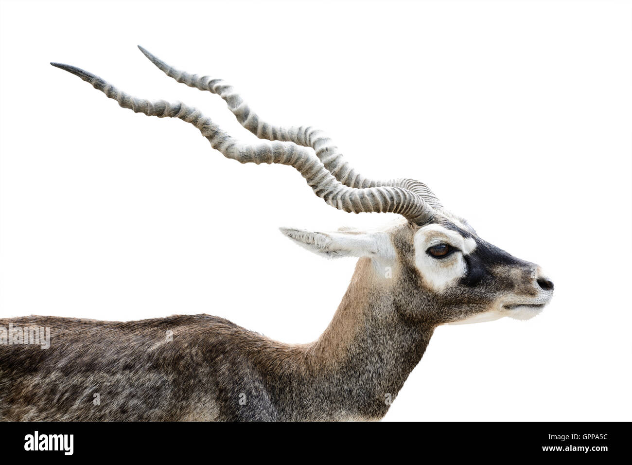 Black buck antelope head side shot isolated on white background Stock Photo