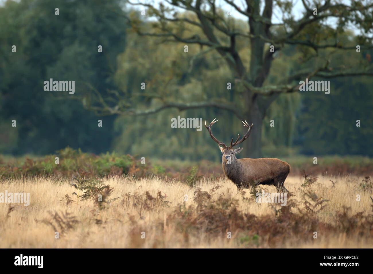 Red deer in the park Stock Photo - Alamy