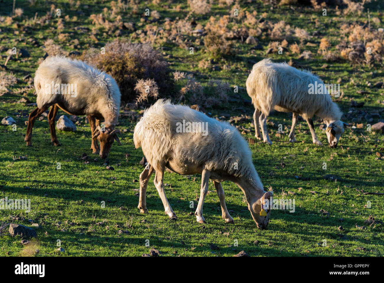 Three sheep graze in a green field at sunset in Kos island, Greece Stock Photo