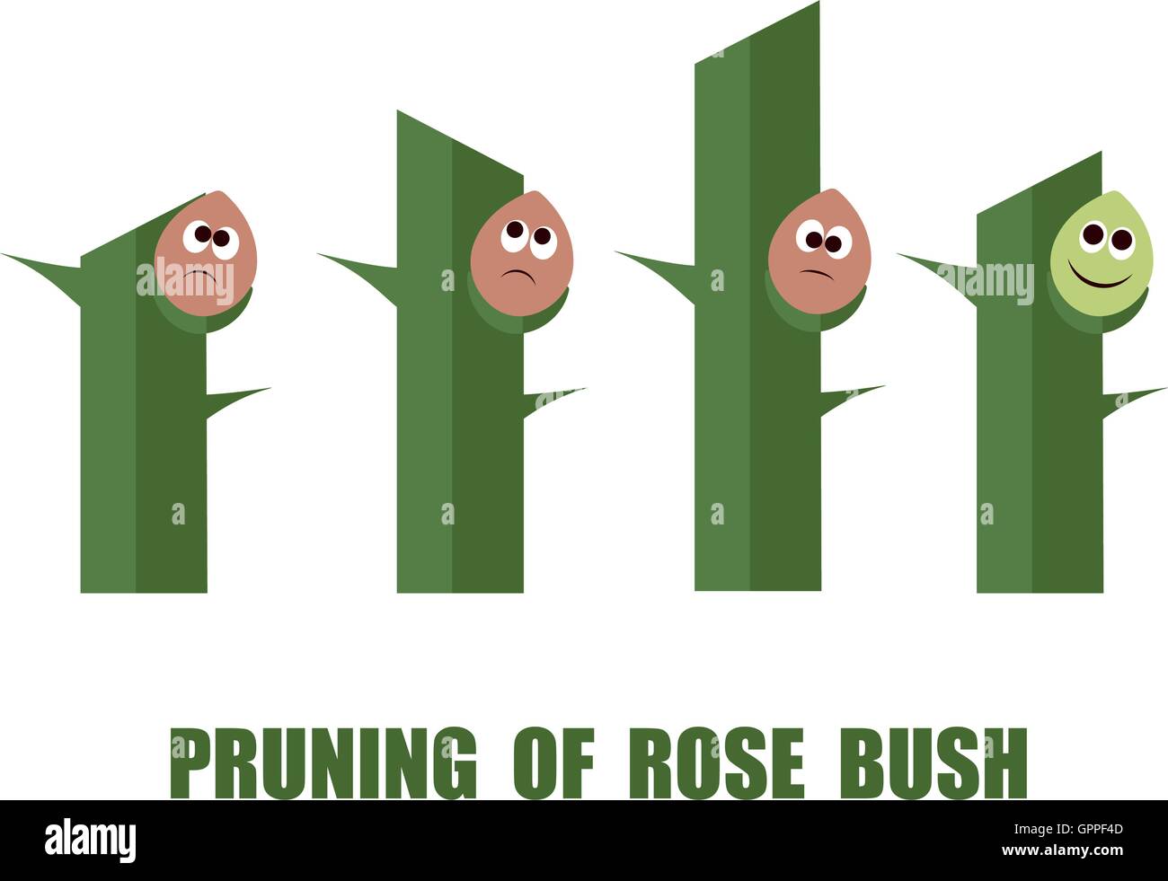 Correct and wrong ways to prune rose bushes Stock Vector
