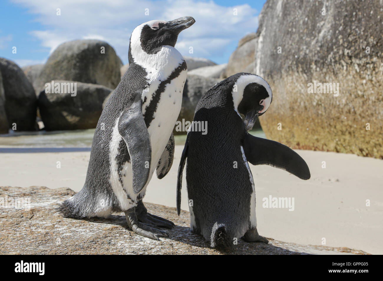 African Penguin (Spheniscus demersus) pair on beach Stock Photo