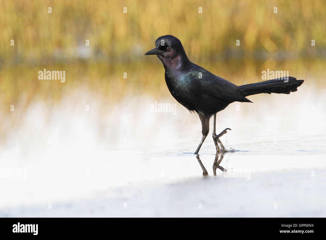 Boattailed grackle (Quiscalus major) male walking, Kissimmee, Florida