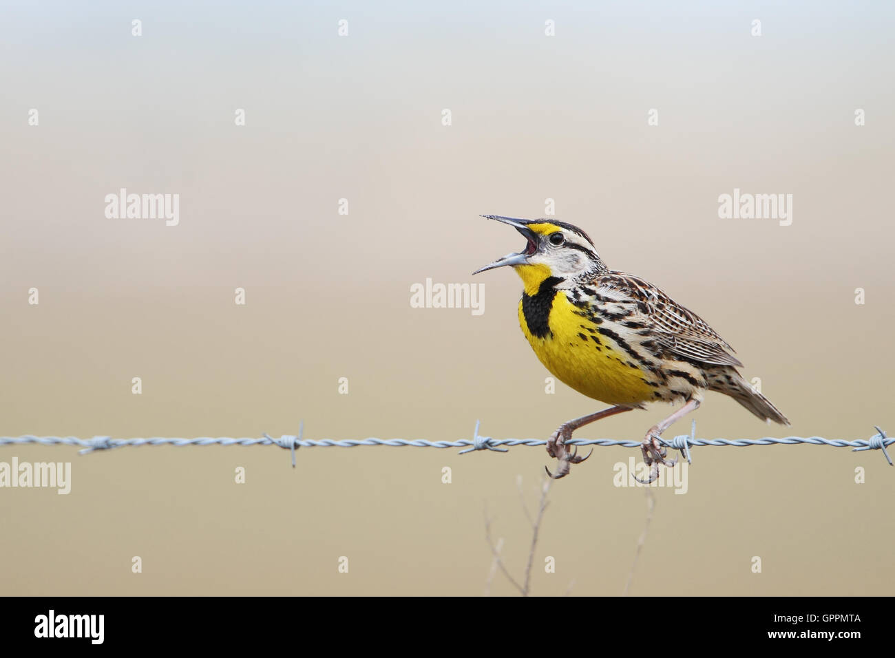 Eastern meadowlark (Sturnella magna) on barb wire singing, Kissimmee, Florida, USA Stock Photo