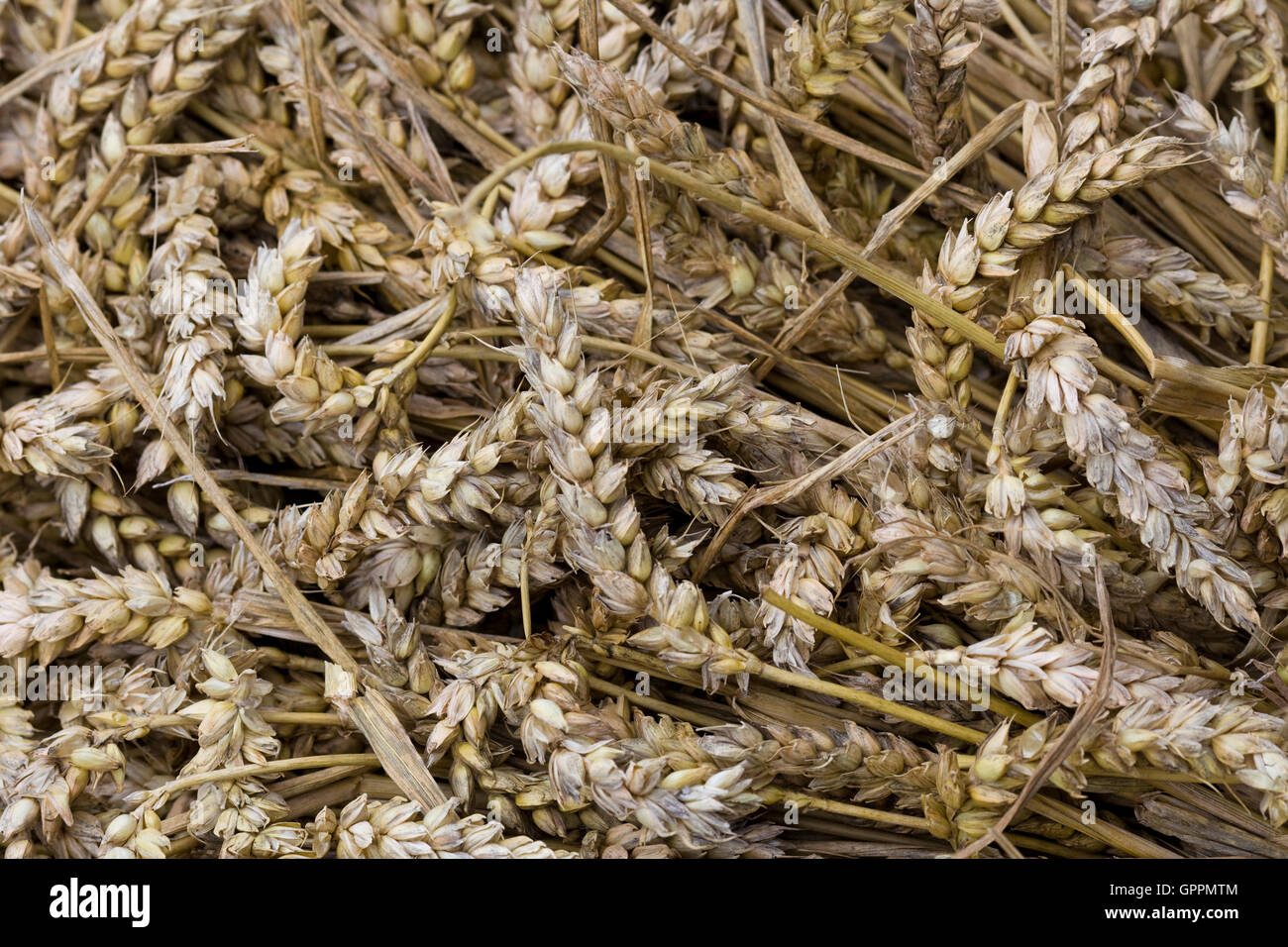 Cut Common wheat Triticum aestivum Stock Photo