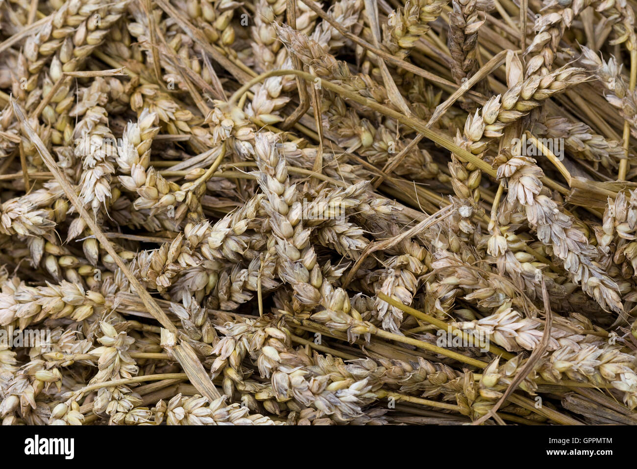 Graines De Blé D'Hiver Biologique - 3g, Triticum Aestivum, Pour Engrais Vert Ou Culture