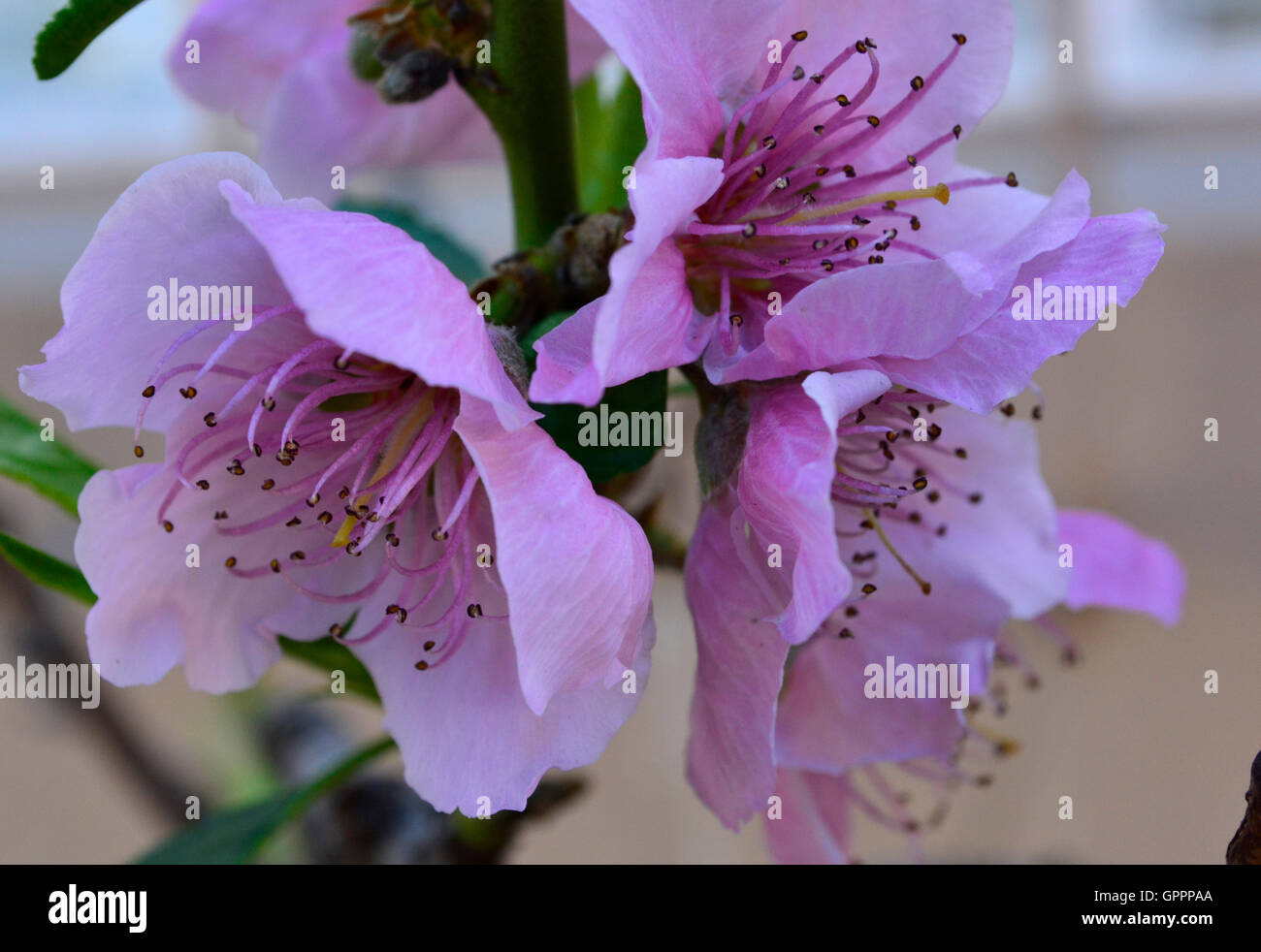 Lovely soft pink peach blossoms on a soft background with vivid pink pollen stems and in full bloom. Delicate pink flowers. Stock Photo