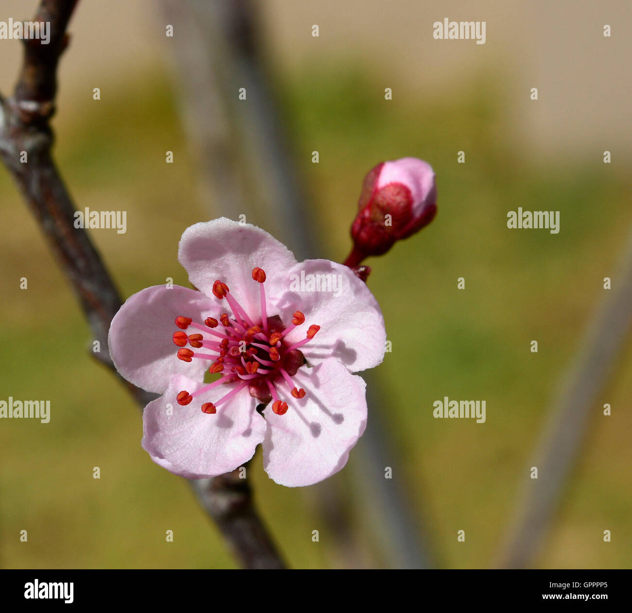 Cherry Plum Blossoms With Pollen On Tiny Red Heart Stems With Hints Stock Photo Alamy