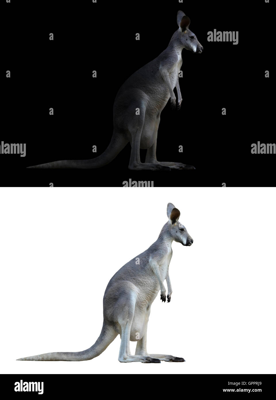 kangaroo isolated and kangaroo in the dark Stock Photo - Alamy