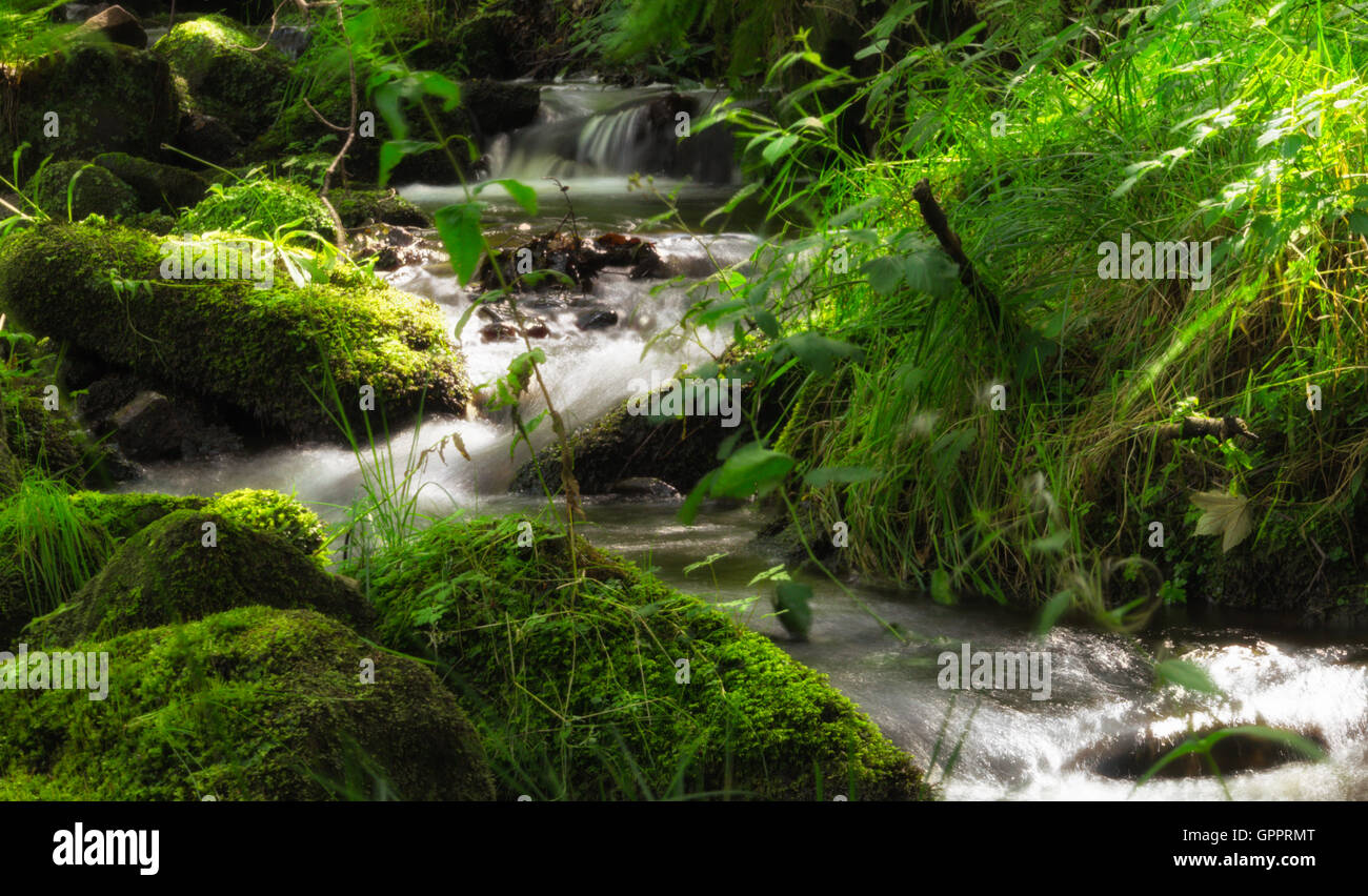 Close up shot of fast moving stream on the woodland floor Stock Photo