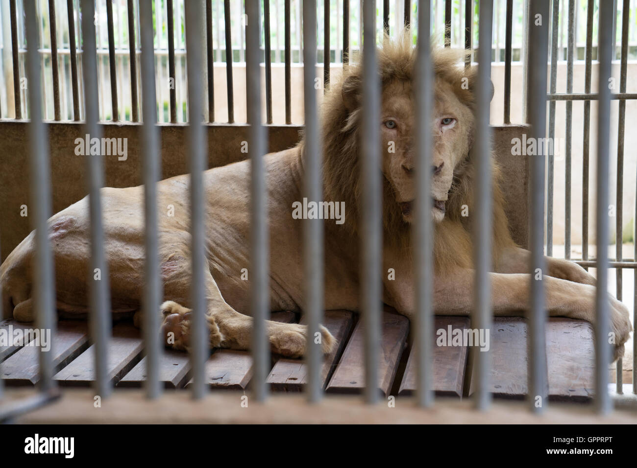 lion behind bars in a zoo cage Stock Photo Alamy