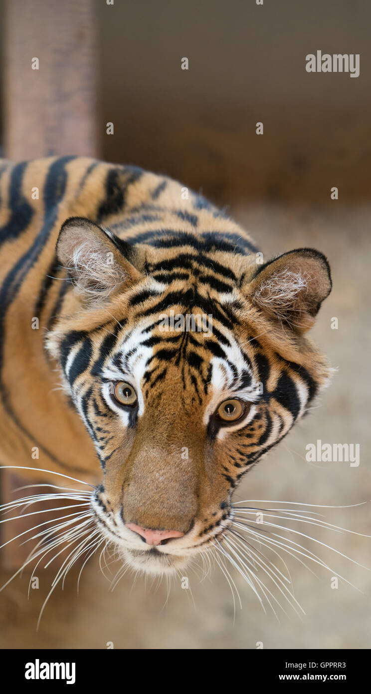 Tiger Lie bengal tiger lie down on wooden stretcher Stock Photo - Alamy