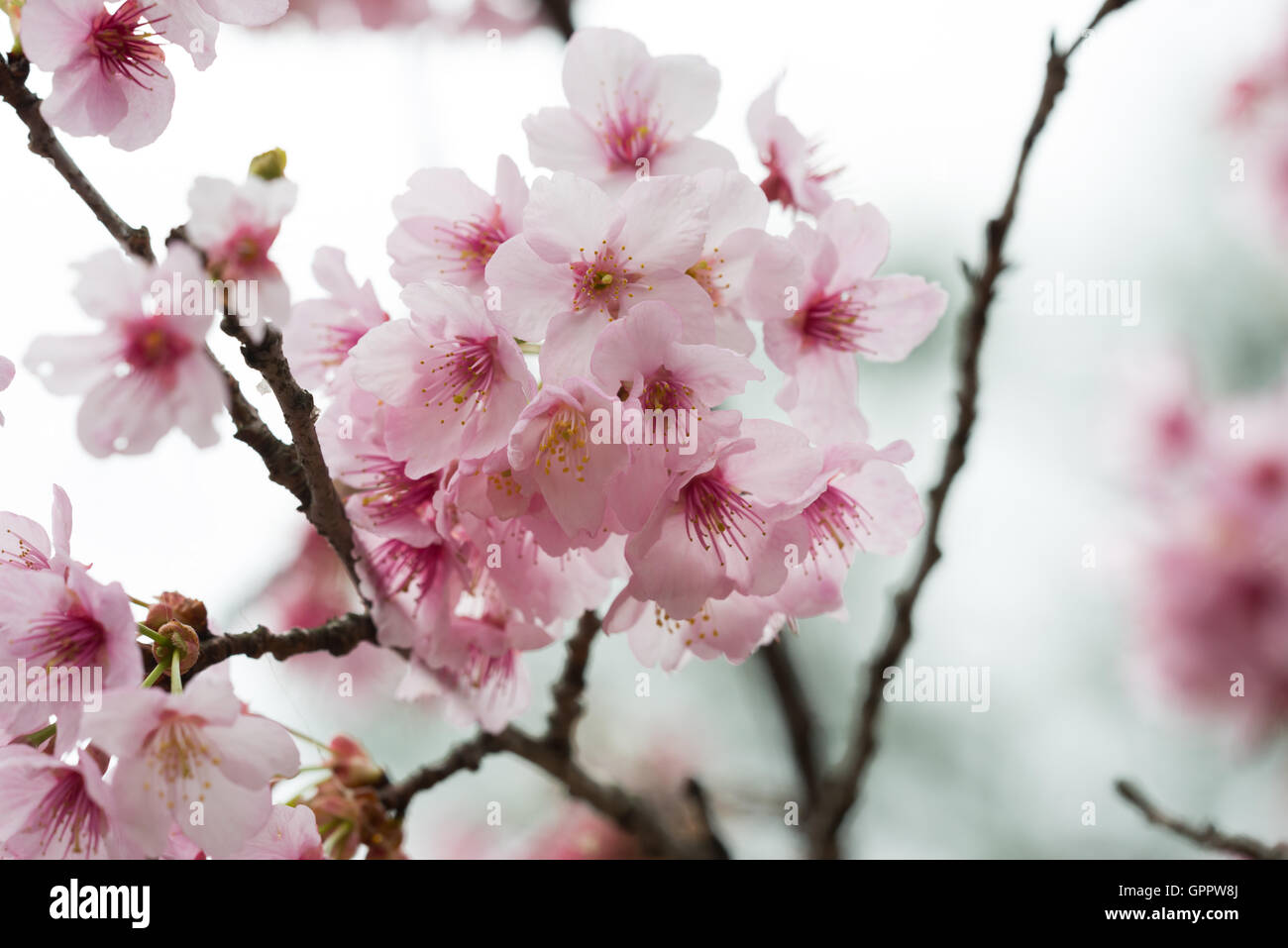 Close shot cherry tree in hi-res stock photography and images - Alamy