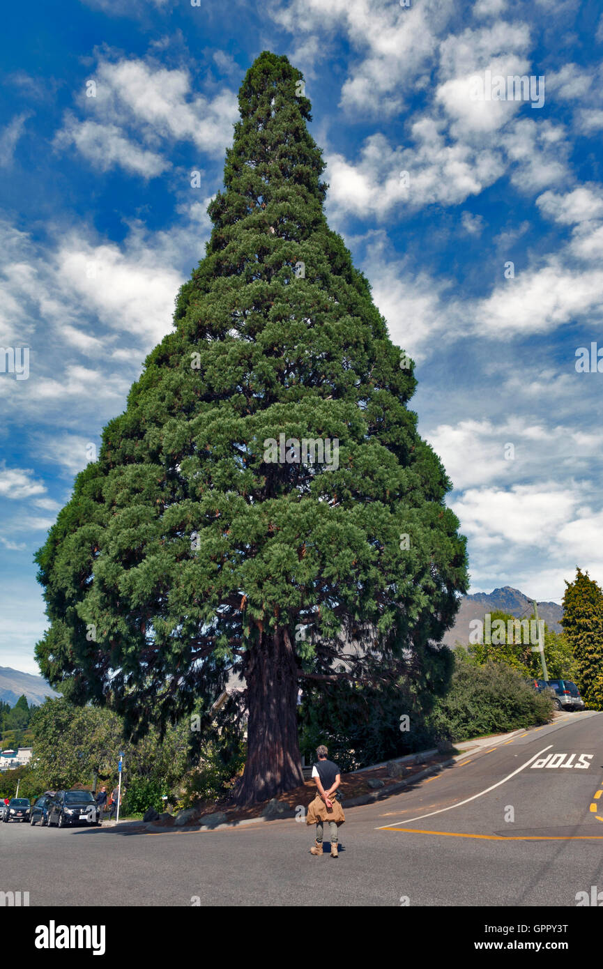 Queenstown, New Zealand March 2016 Big cedar tree standing in town center of Queenstown, New
