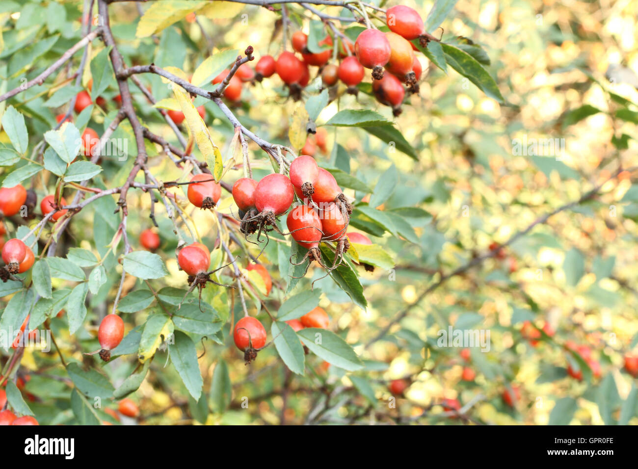 Ripe wild rose hi-res stock photography and images - Alamy