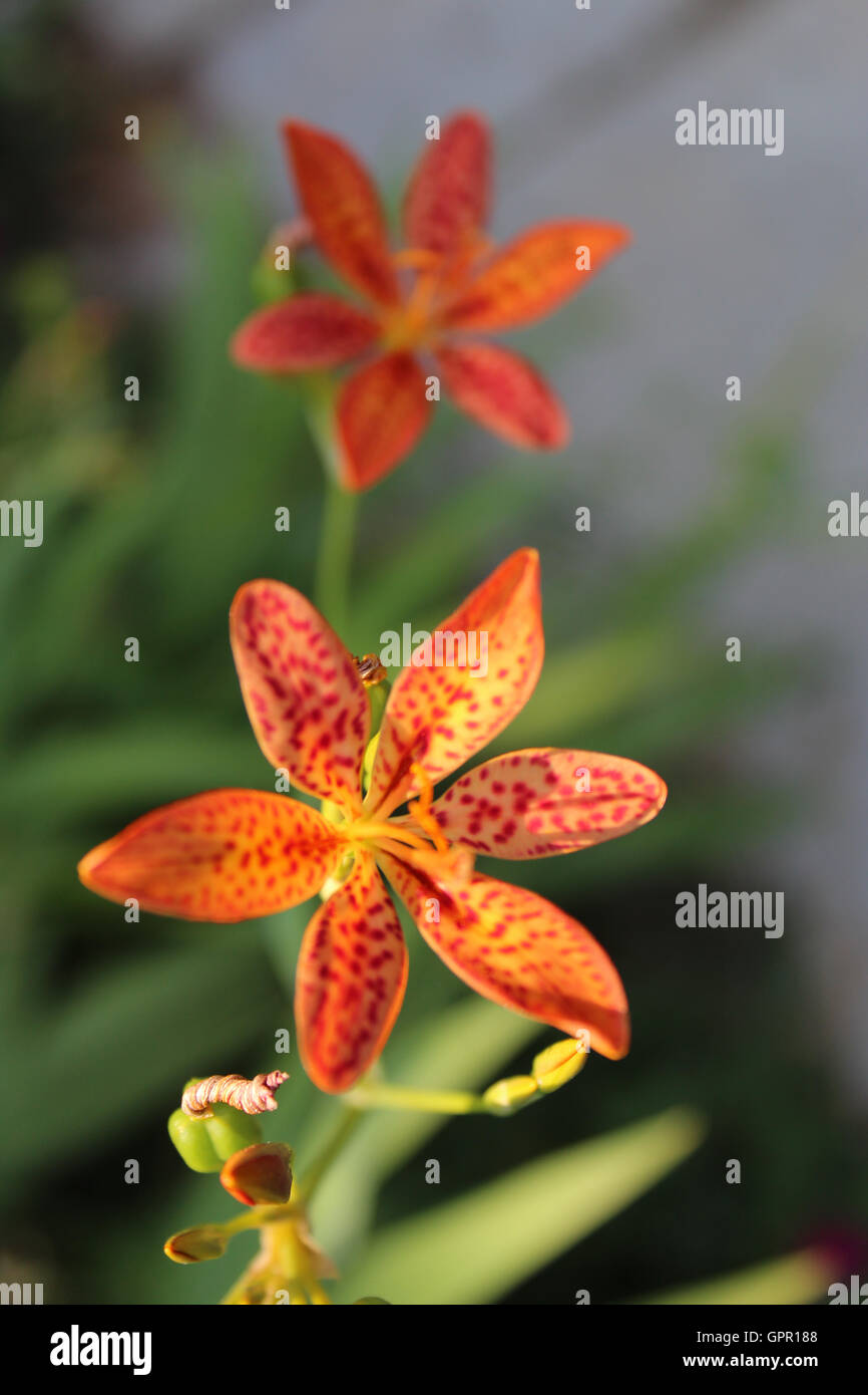 Tiger lily, lilium, small orange tiger lilies Stock Photo Alamy