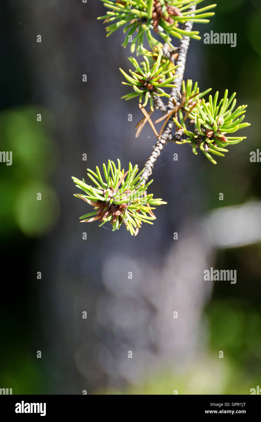 Pine cones and pollen hires stock photography and images Alamy