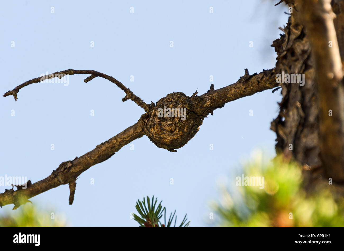 Cronartium gall on Jack Pine (Pinus banksiana), Acadia National Park, Maine. Stock Photo