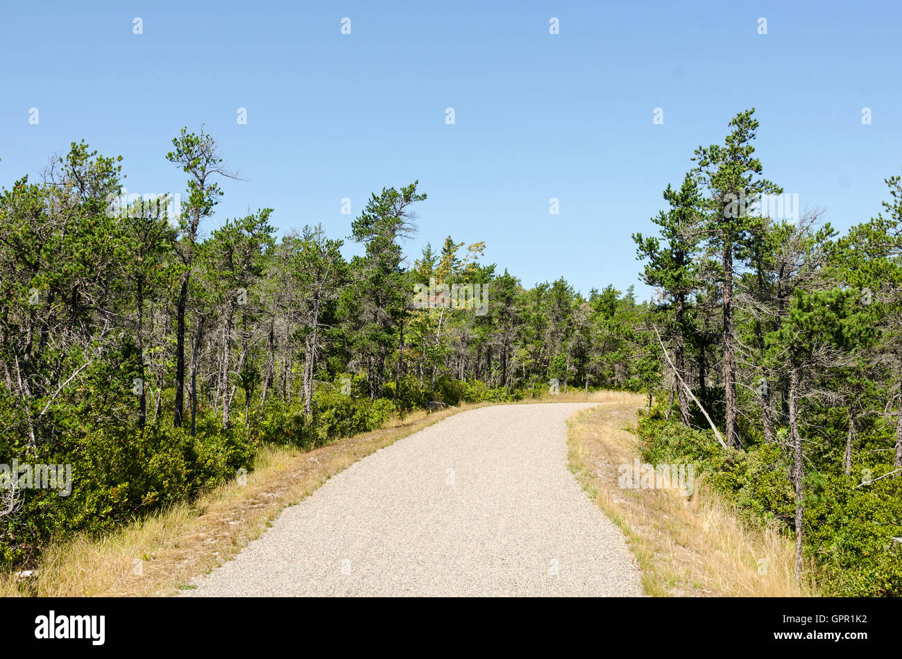 Bike path running through Jack Pine woods with Huckleberry understory at the top of Birch Harbor Mountain, Acadia National Park. Stock Photo