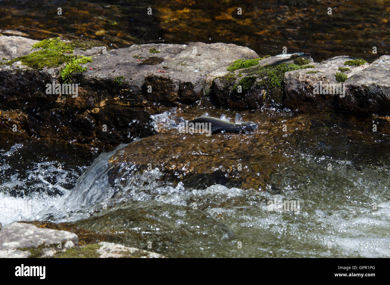 An alewife attempts to swim over a step in an old stone fish run below Somes Pond on Mount Desert Island, Maine. Stock Photo