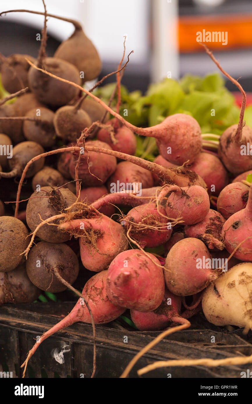 Organic red beets in a bushel of vegetables at a farmers market Stock