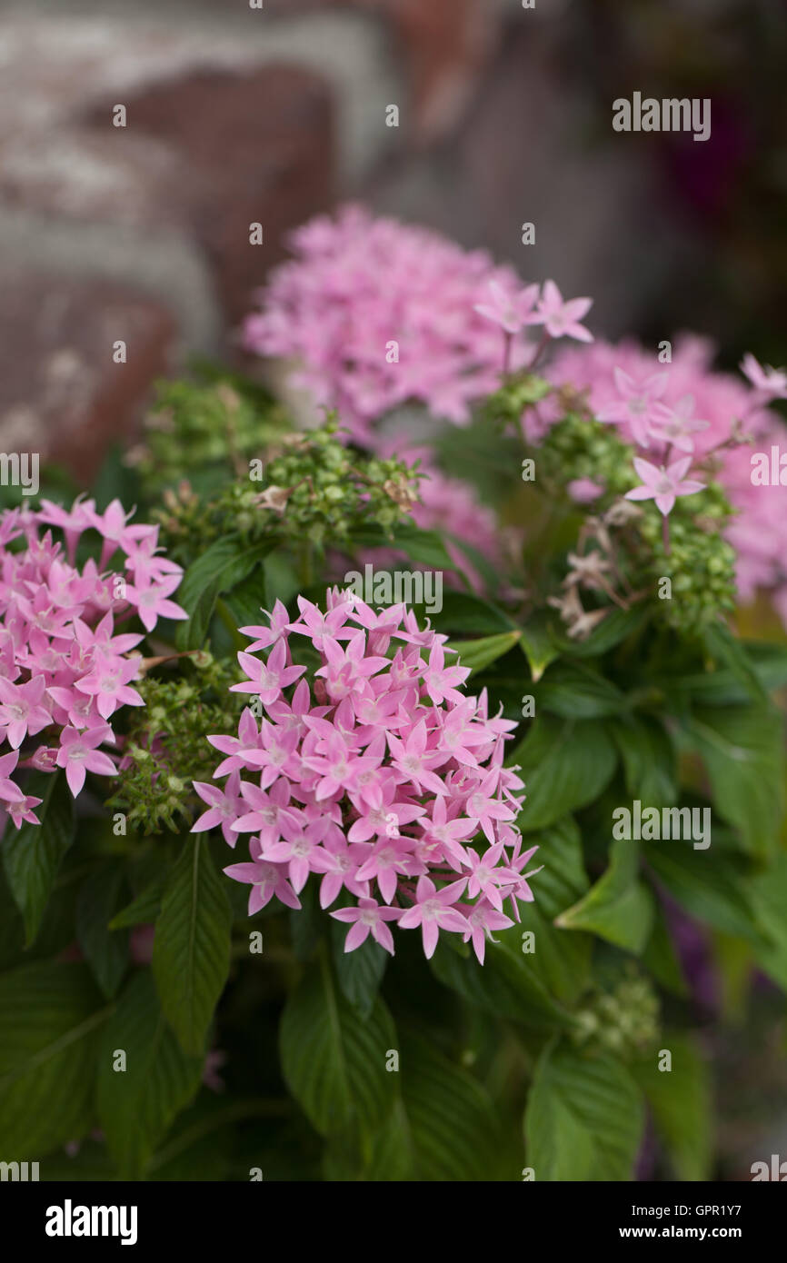 Pink flowers on an Egyptian starcluster Pentas lanceolata in a botanical garden in summer Stock Photo