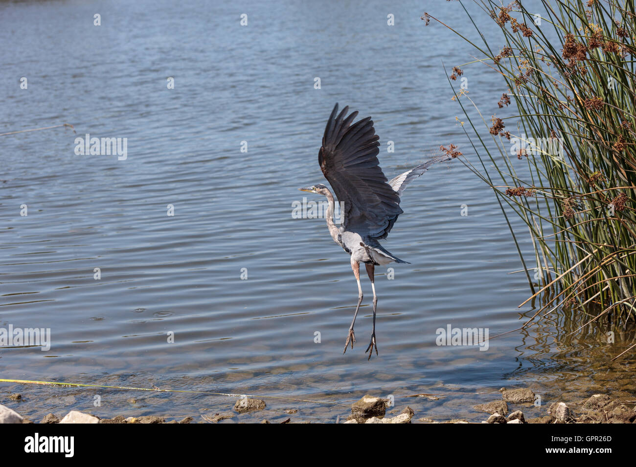 Great blue heron bird, Ardea herodias, in the wild, taking off to fly at a marsh in Bolsa Chica wetlands in Huntington Beach, Ca Stock Photo